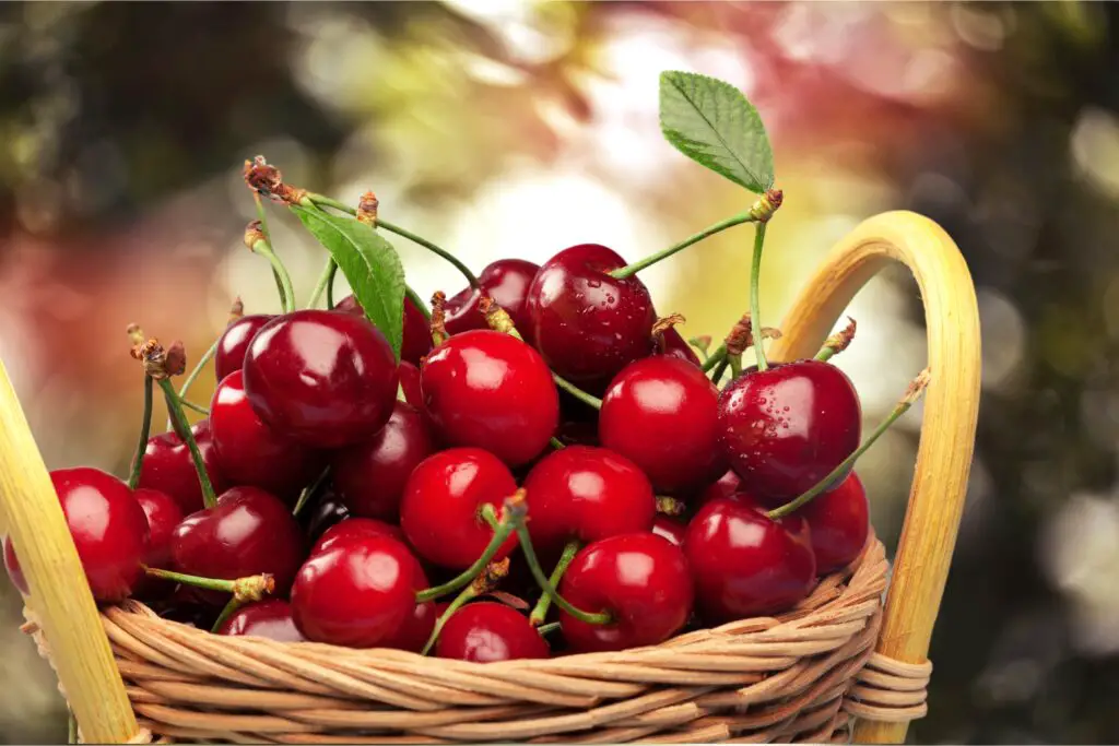 cherry