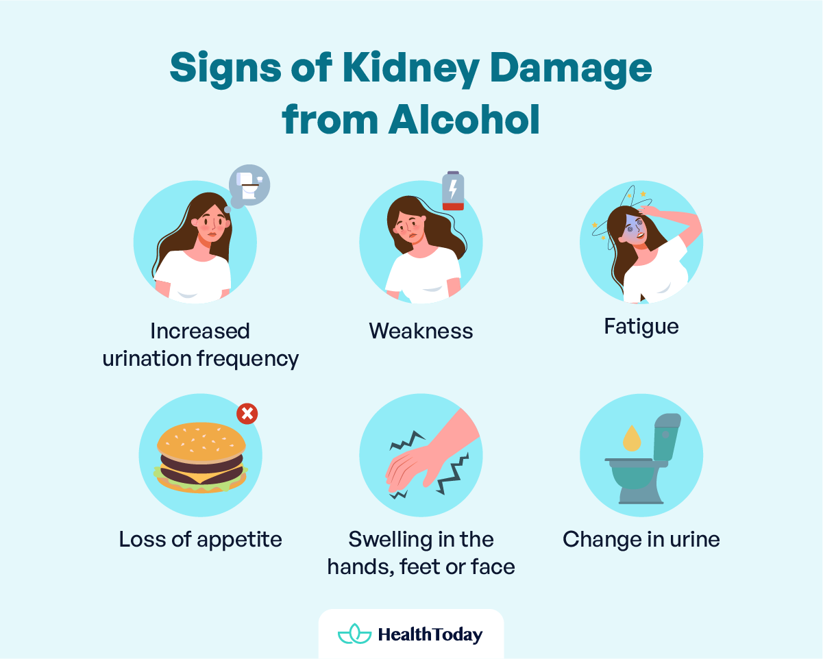 How Does Alcohol Affect Kidneys Drinking and Kidneys Facts 02