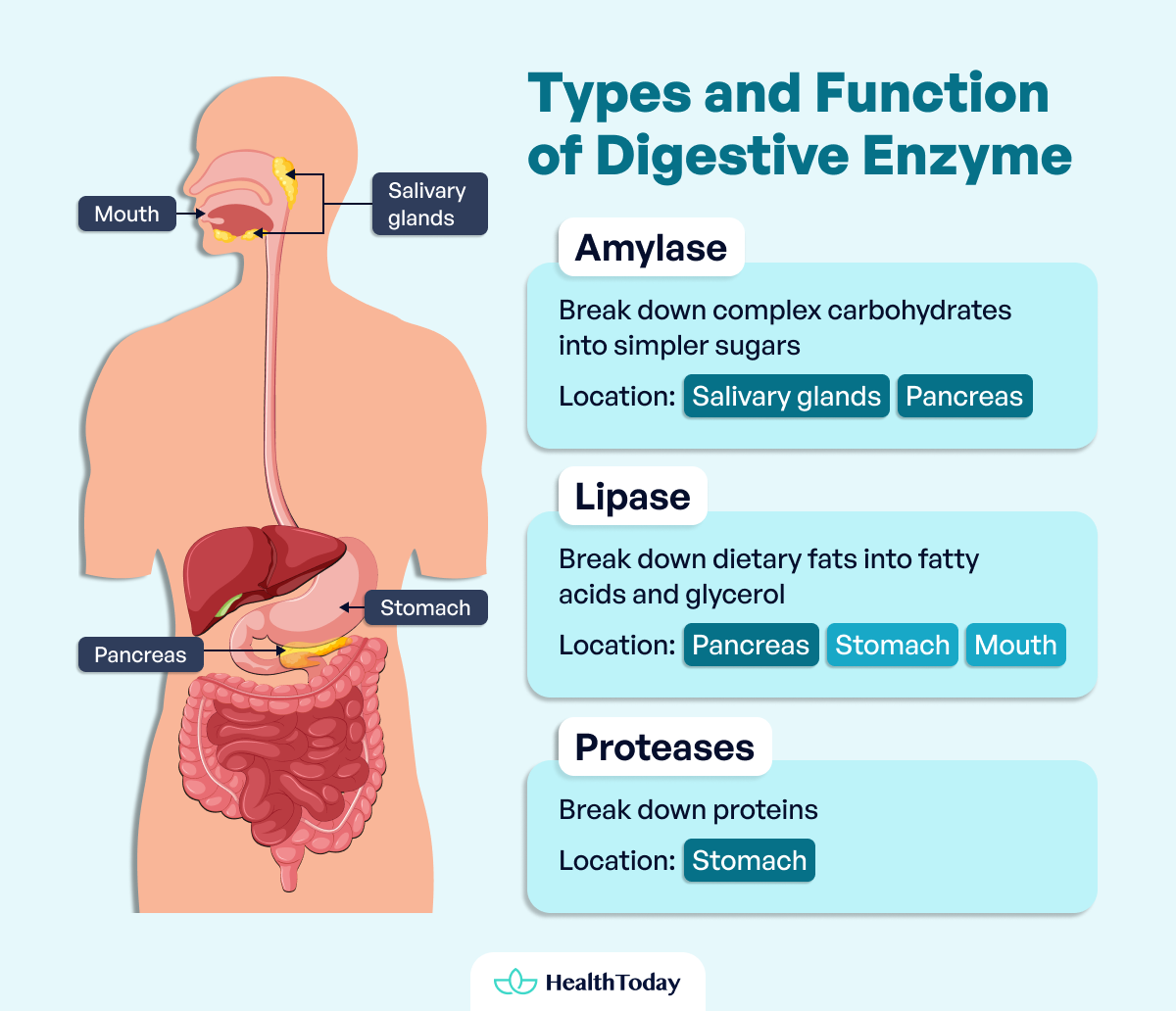 Types and Function of Enzyme Digestive 01 1
