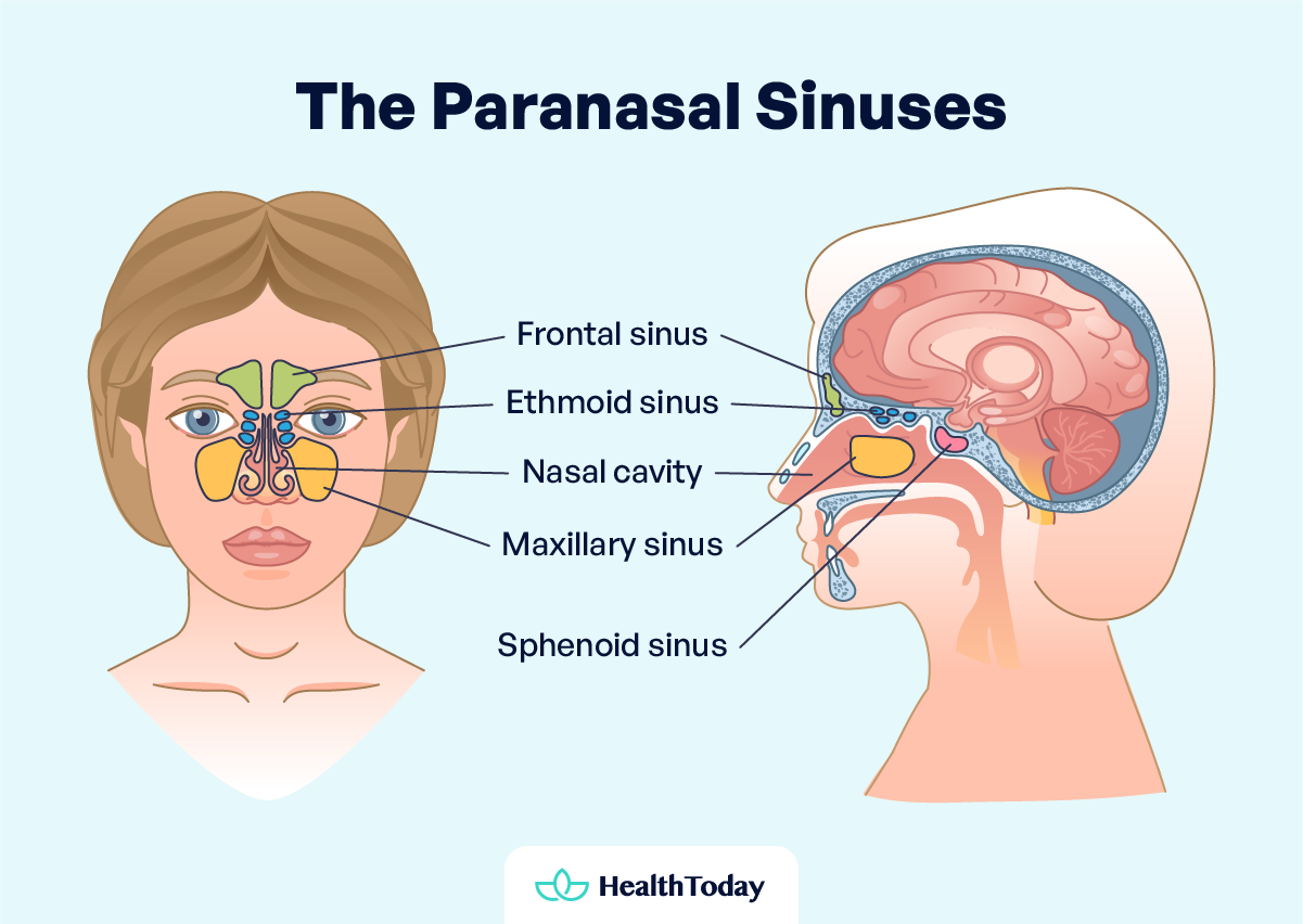What Causes Sinus Pressure in the Face Treatments and How To Relieve It 01 1