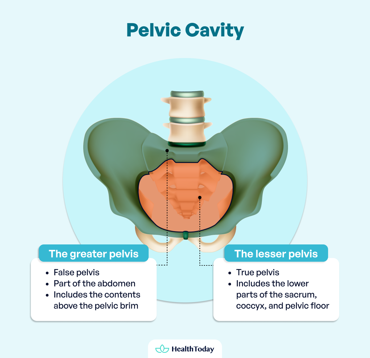 Where Is The Pelvis Anatomy Functions and Key Facts 02