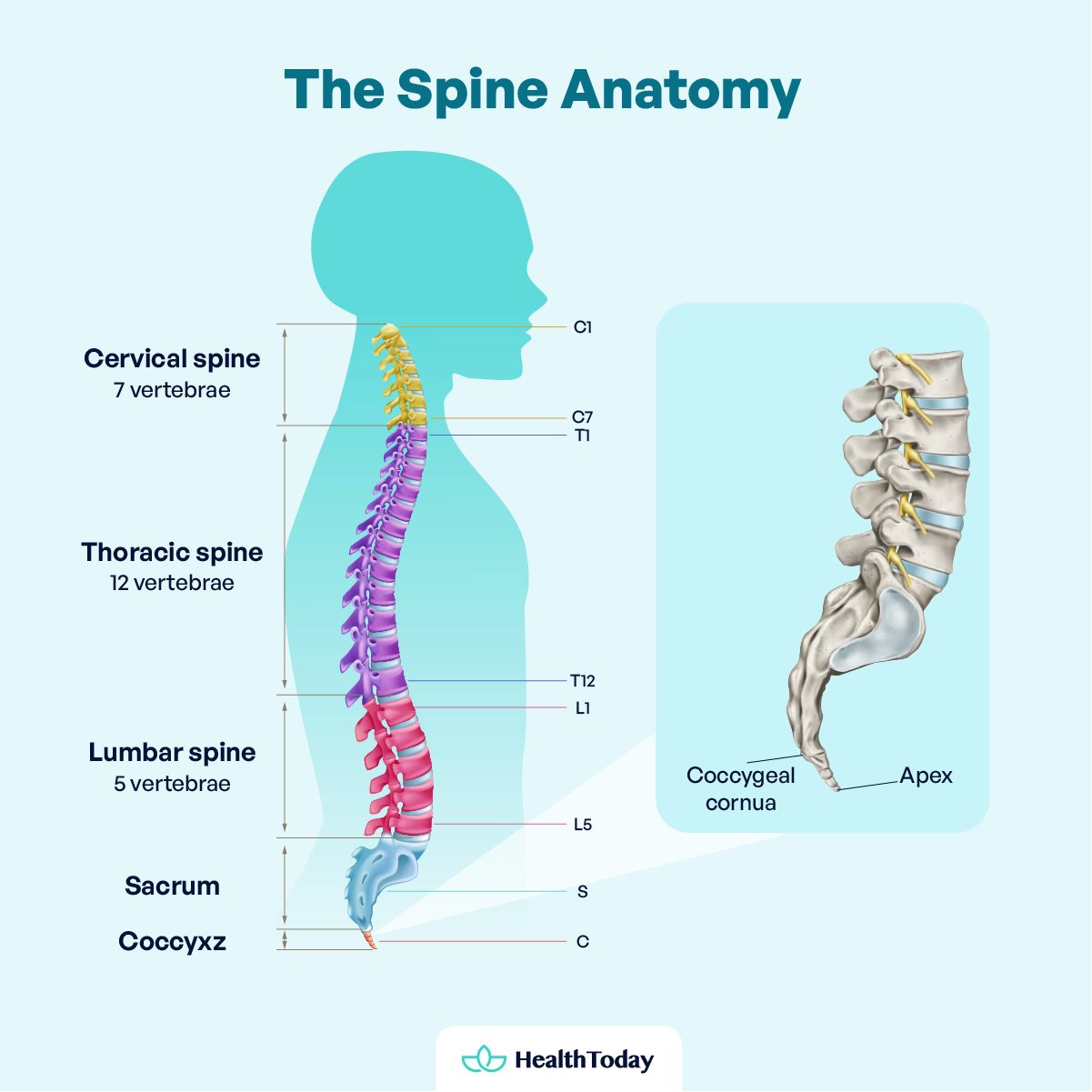 Why Does My Tailbone Hurt Causes Symptoms and Treatments 01